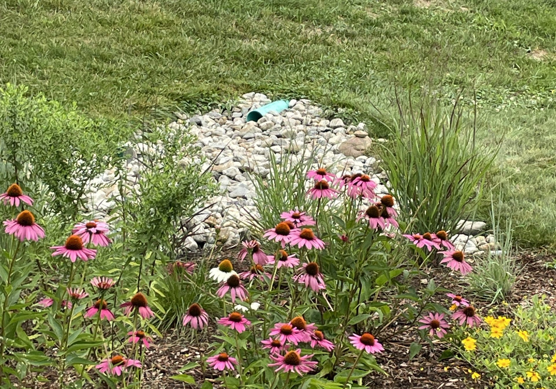 Green Infra Uconn Rain Garden Small Closeup